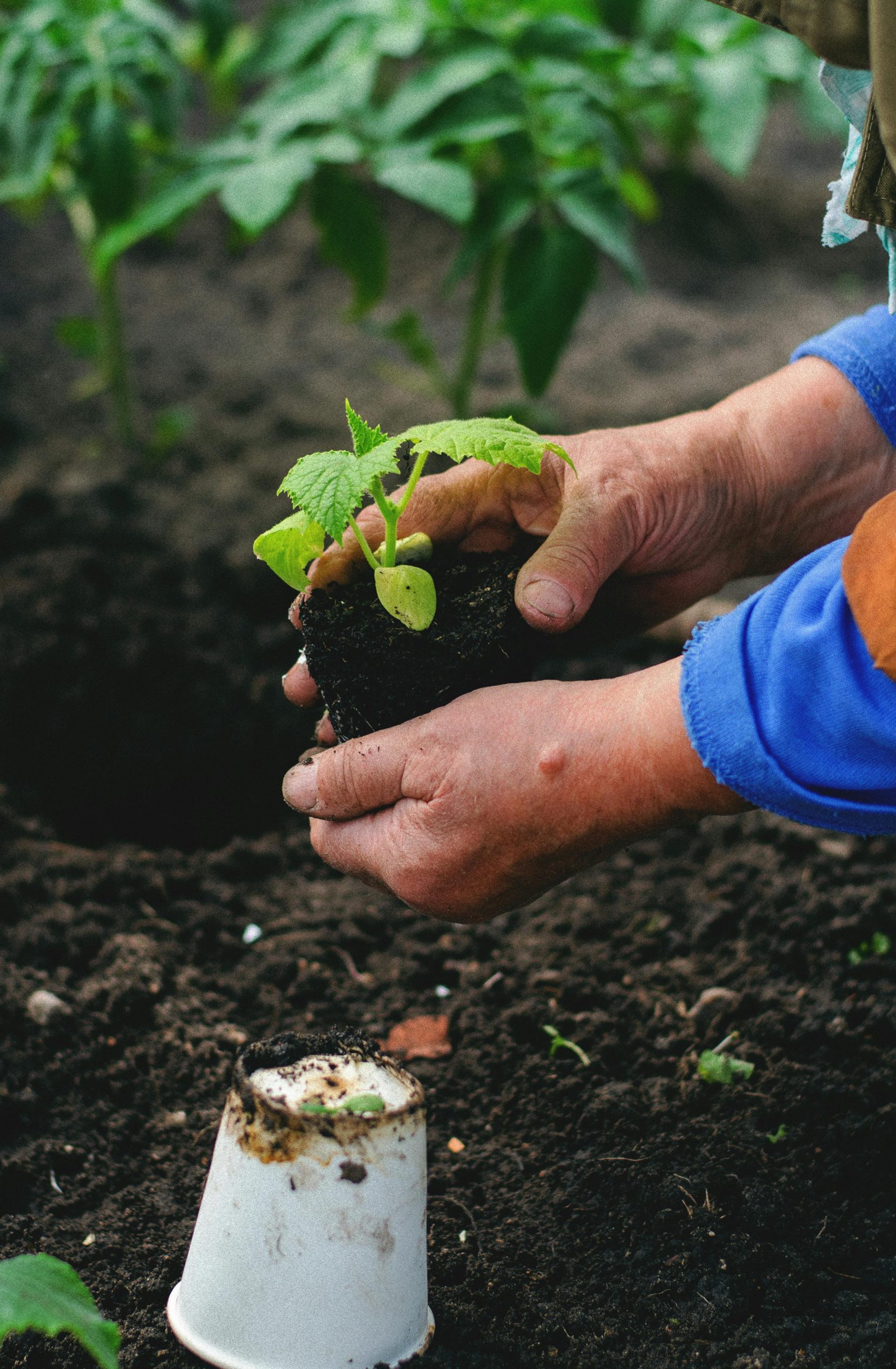 Person planting a seedling into the ground