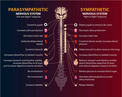 An illustration showing the functions of the parasympathetic and sympathetic nervous systems
