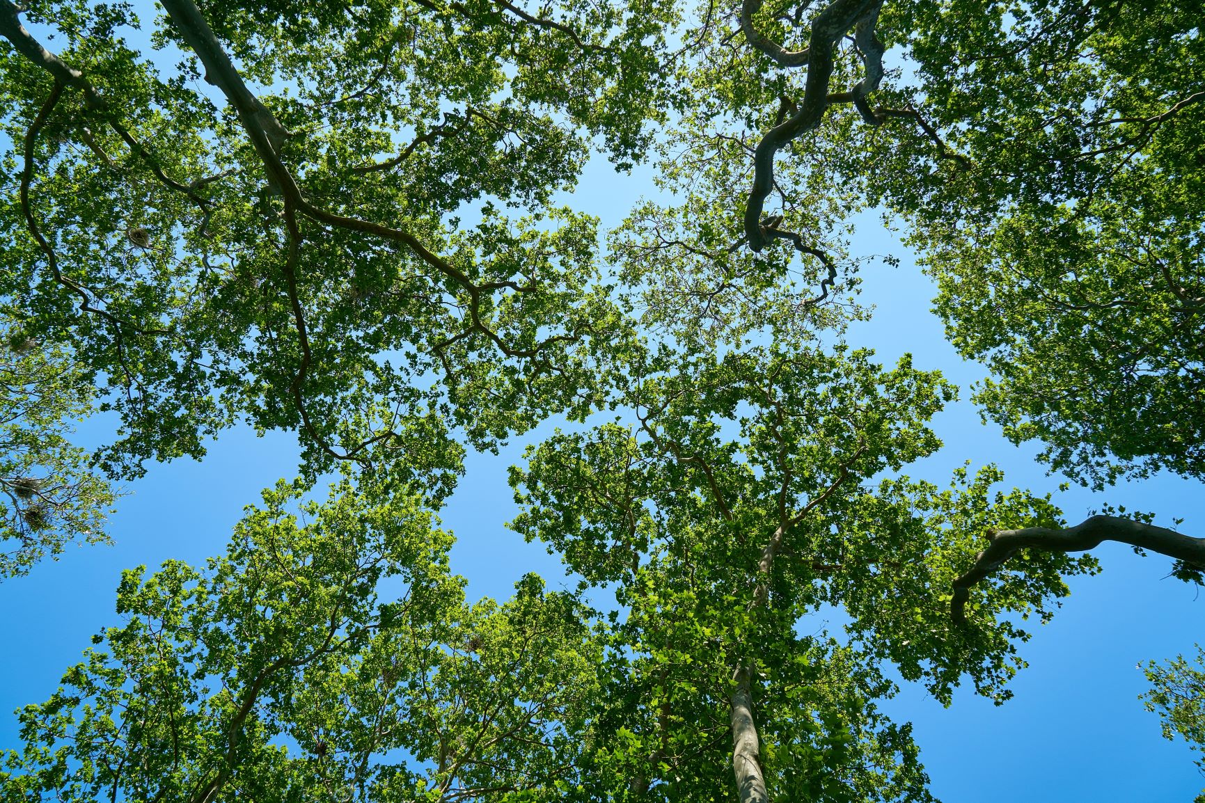 Looking up to the blue sky from underneath lush green trees