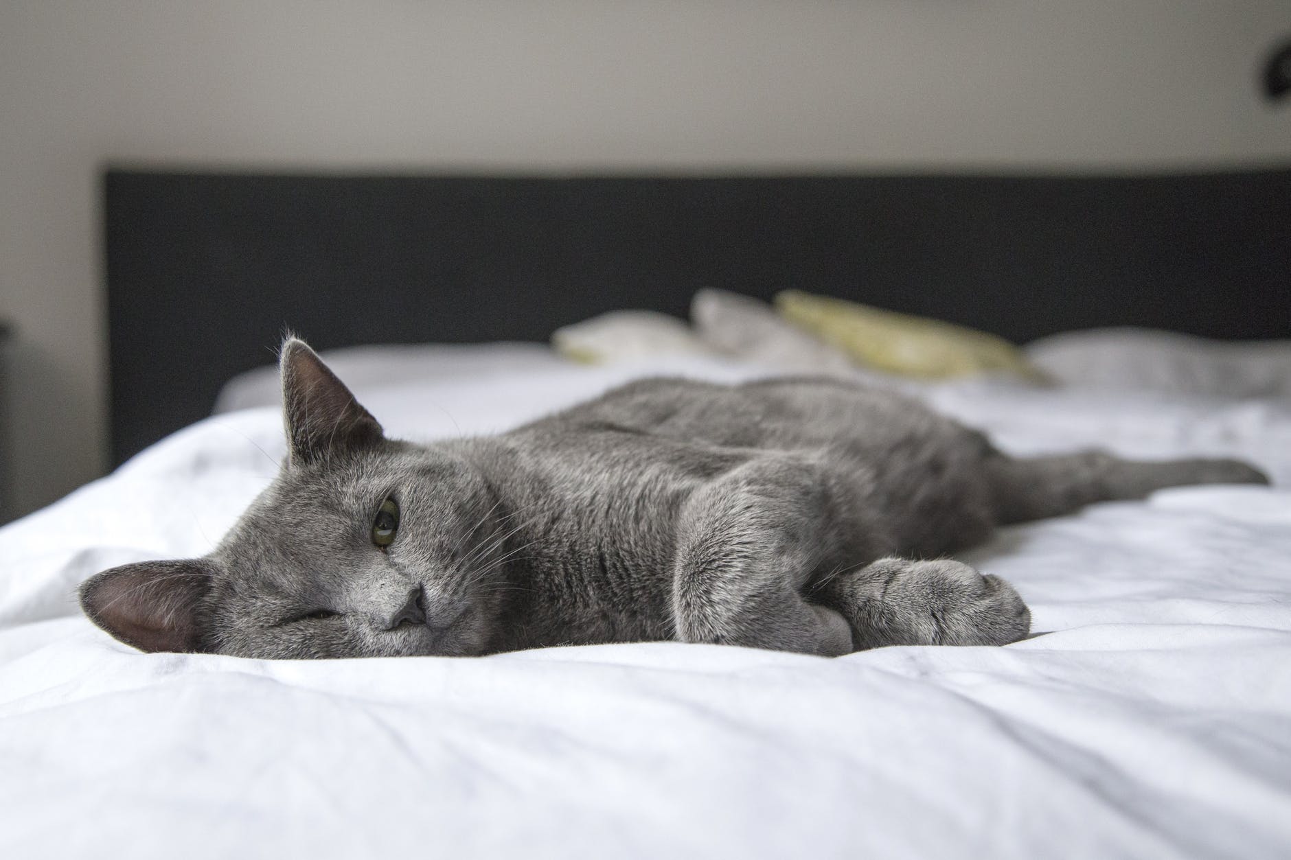 Photo of a grey cat lying on a bed with half-closed eyes