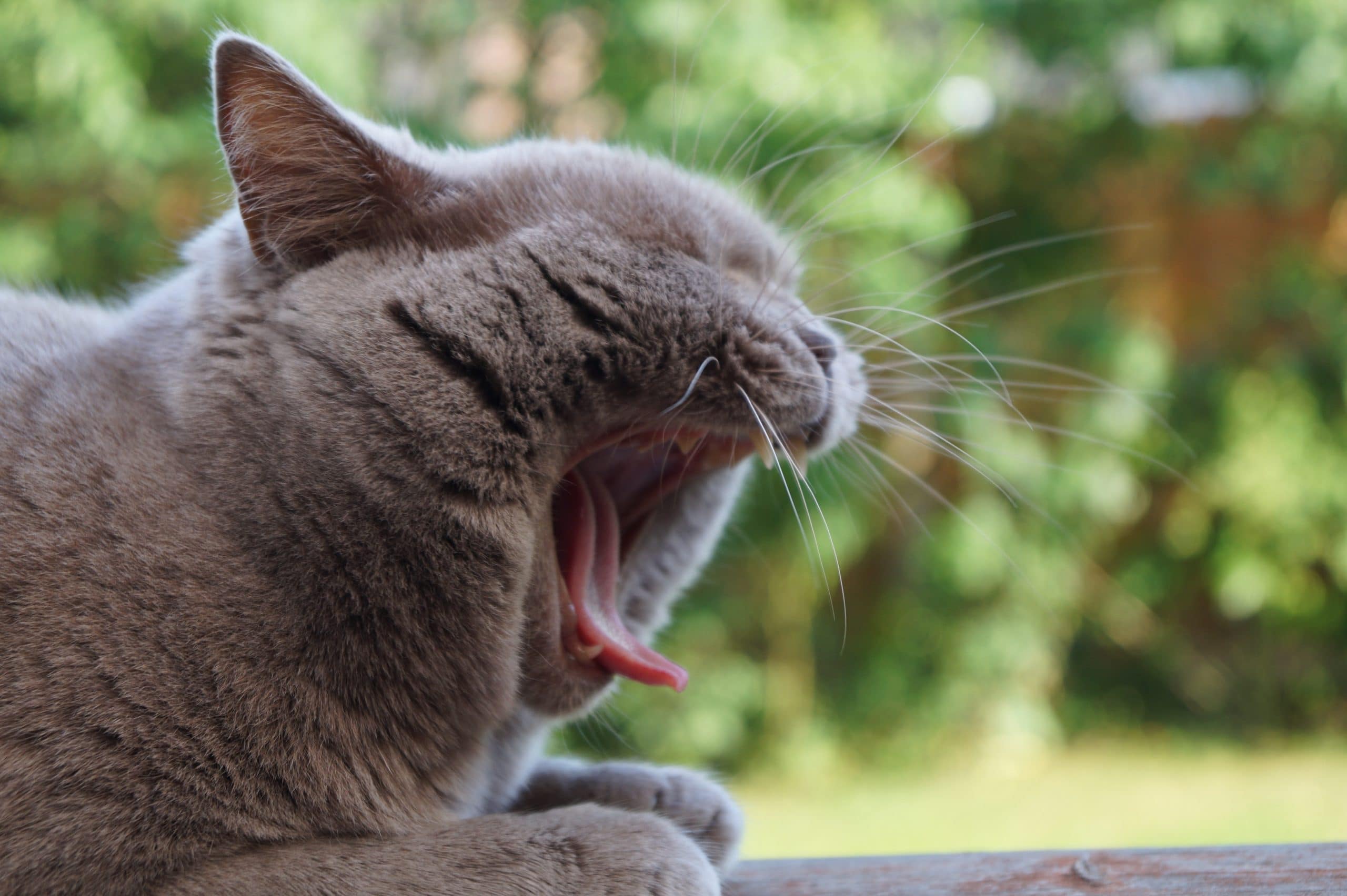 Photo of a grey cat yawning