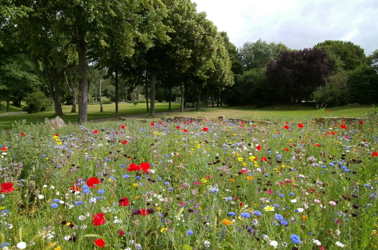 A photograph of a park with large trees in the background and a bed of different flowers in the foreground