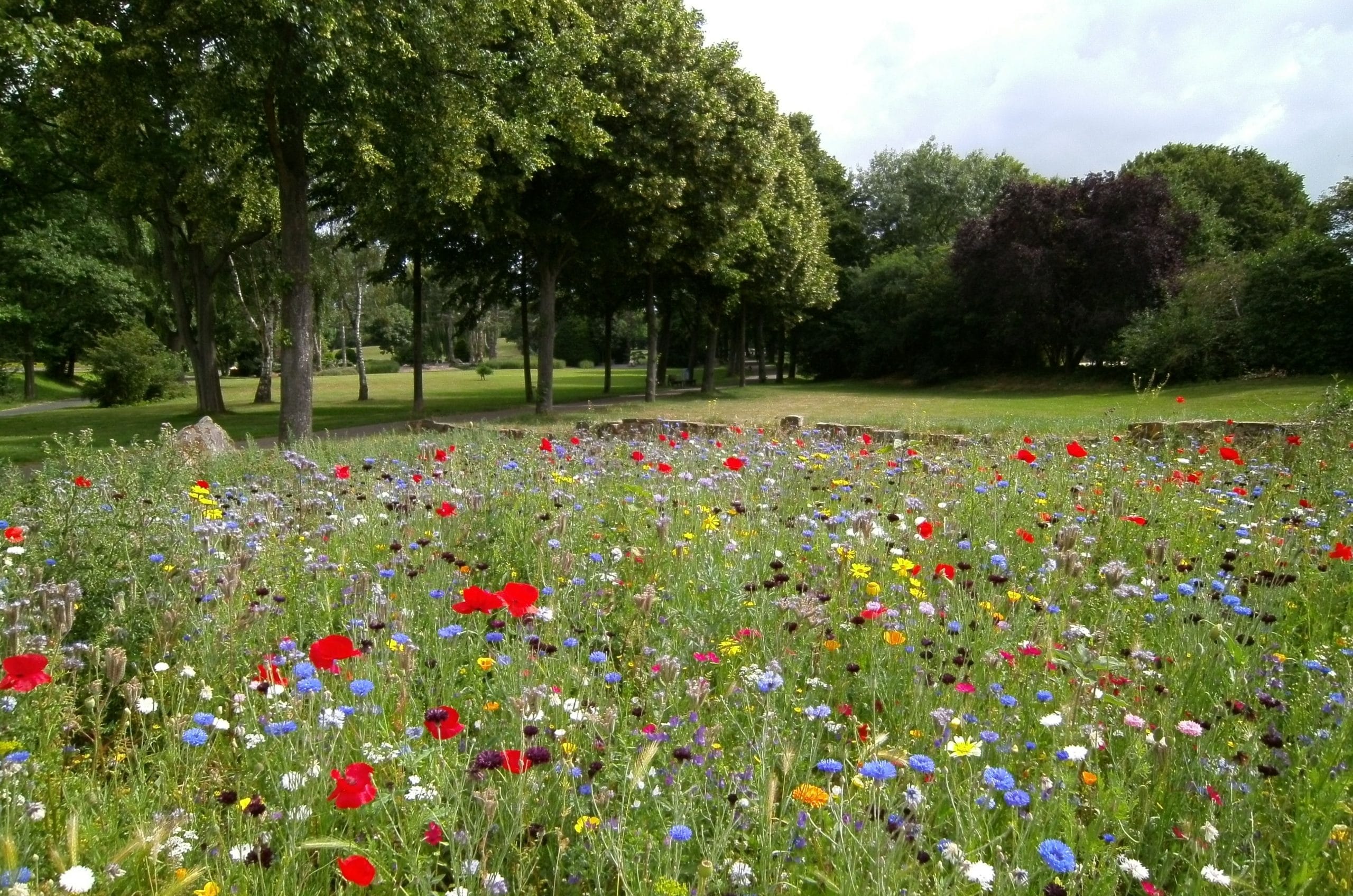A photograph of a park with large trees in the background and a bed of different flowers in the foreground